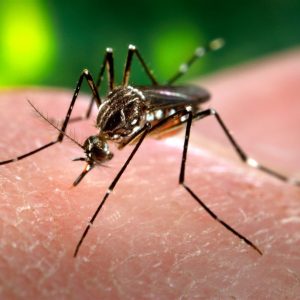 dengue-mosquito